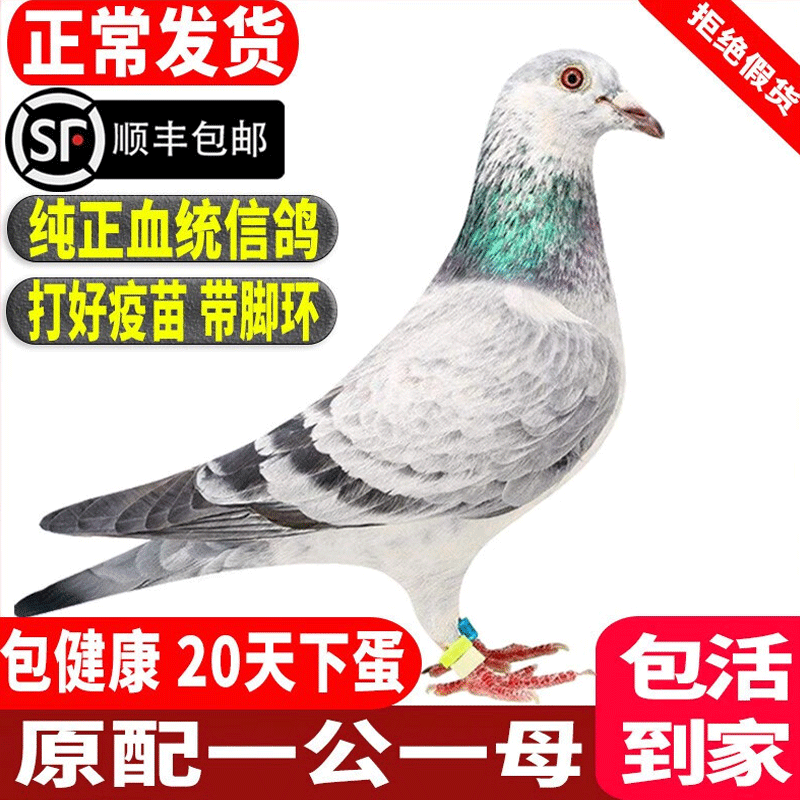 活卿客鸽子活一对原配纯正血统信鸽种鸽苗赛鸽观赏鸽苗红狐幼鸽公