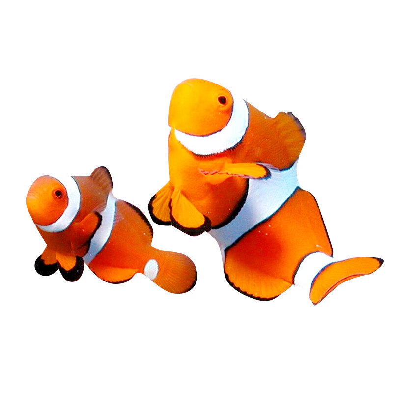 旺园兴小丑鱼鱼 人工公子小丑海水鱼 观赏鱼快递包活 2-3cm全纹公子2