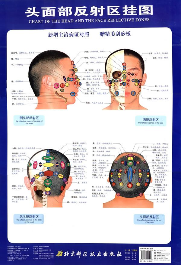 头面部反射区挂图
