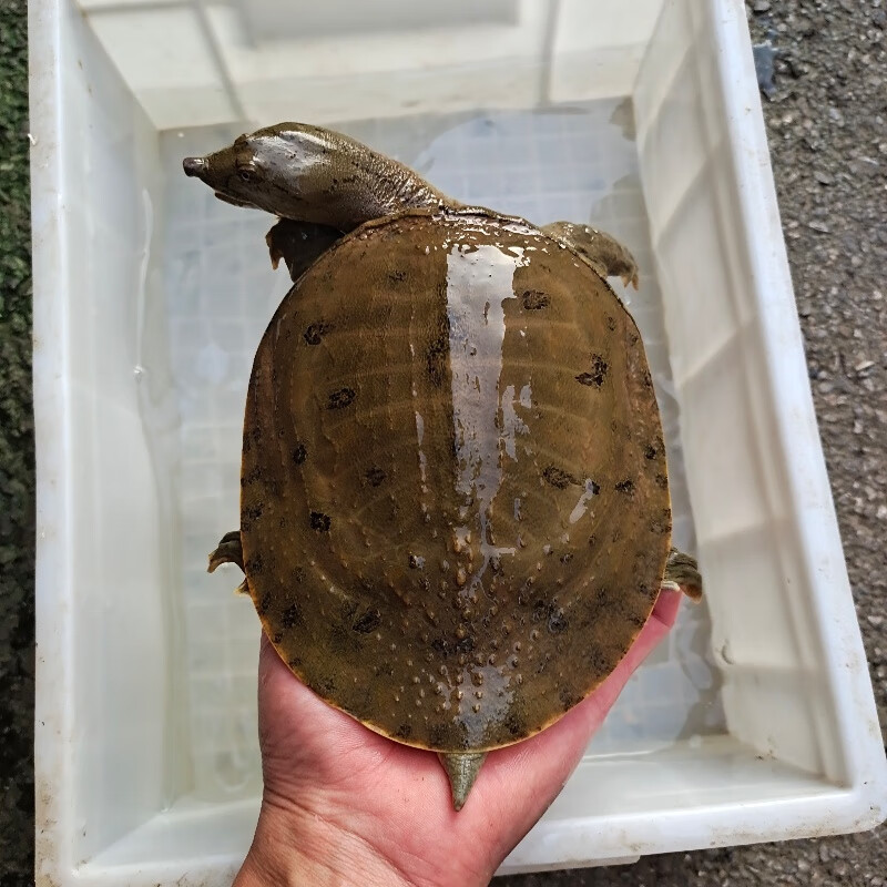 湖北湖南野外水库原生态自然生长水产正宗大鲜活土甲鱼团鱼小老鳖