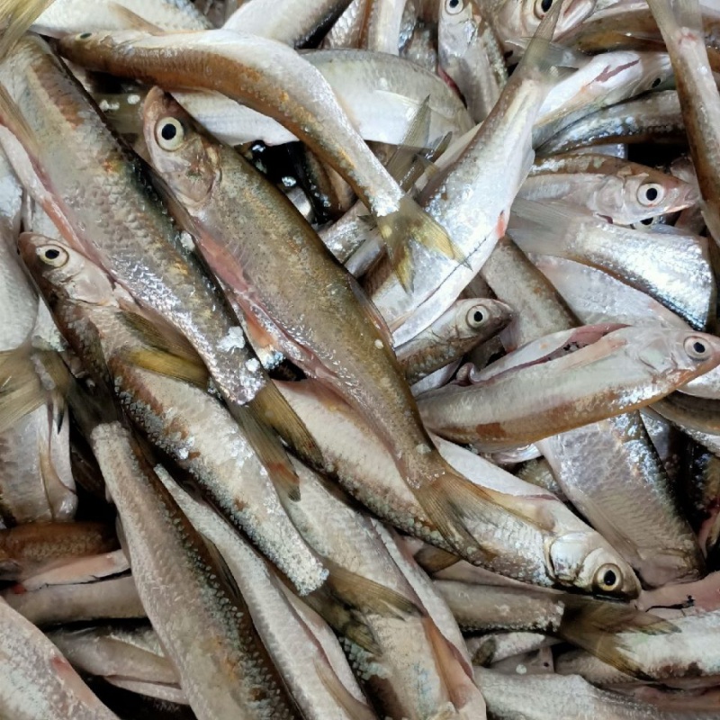 安峰山苏北野河新鲜小杂鱼现杀现卖保证新鲜发京东速运 江浙沪地区 小