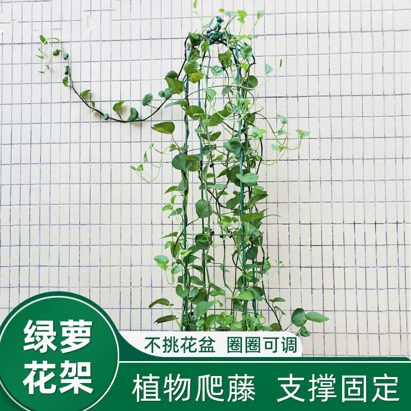 文枝绿萝爬藤架阳台盆栽花支架植物支撑杆盆攀爬架子藤架花架藤 绿萝