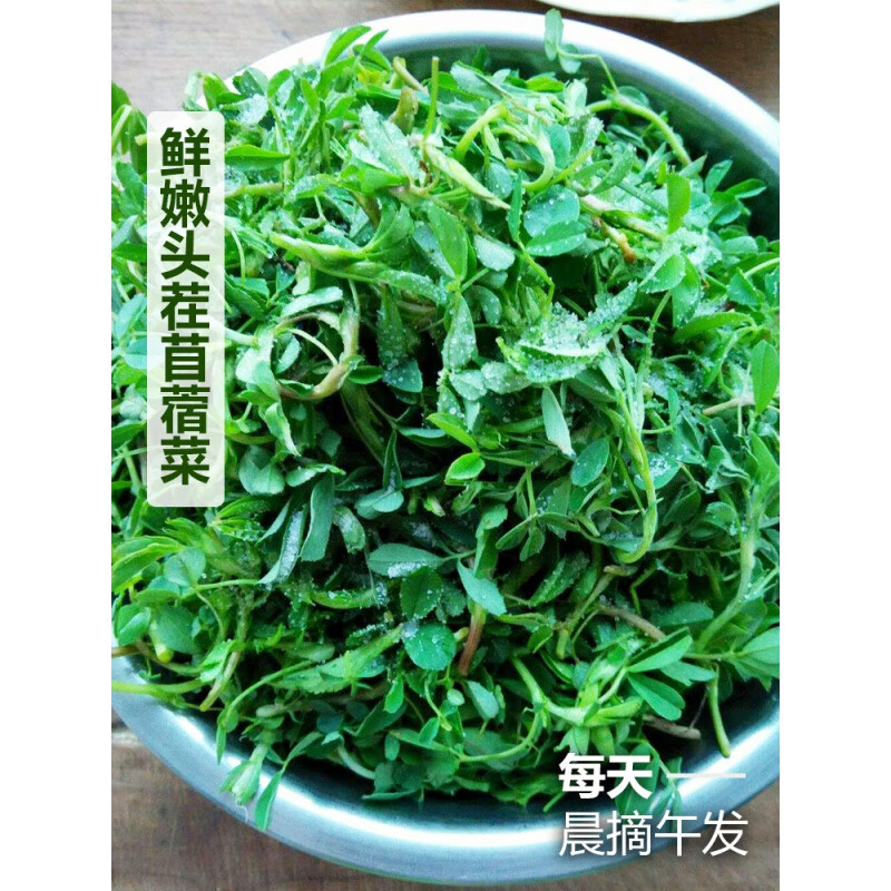 映棠新鲜苜蓿菜5斤陕西头茬现摘蔬菜当季农家食用山野菜苜蓿芽苜蓿草