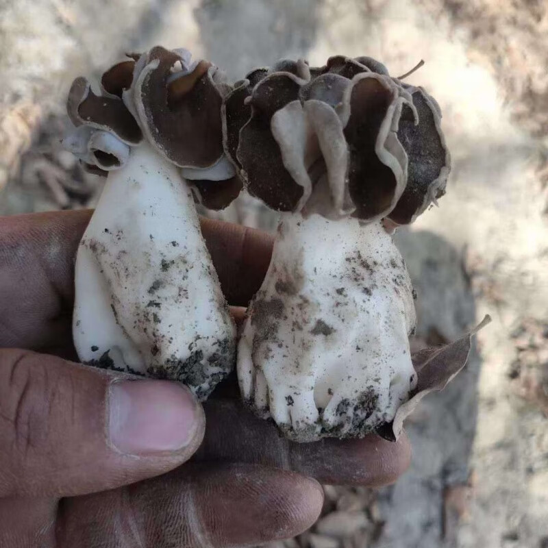 新疆野蘑菇种类图片