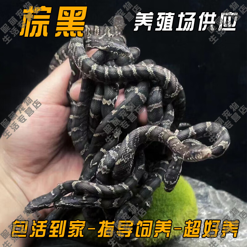 smvp玉米蛇活物爬宠幼体异宠猪鼻开食王蛇苗子幼崽真