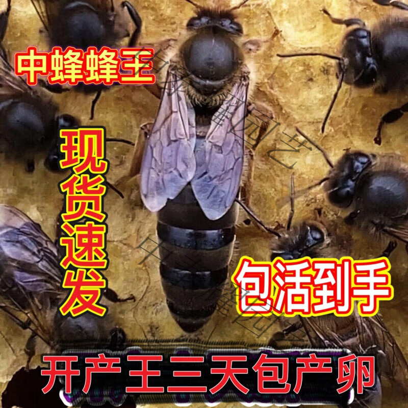活体中蜂蜂王种王种高产蜜蜂蜂王活体产卵王双色杂交王蜜蜂群 红环王
