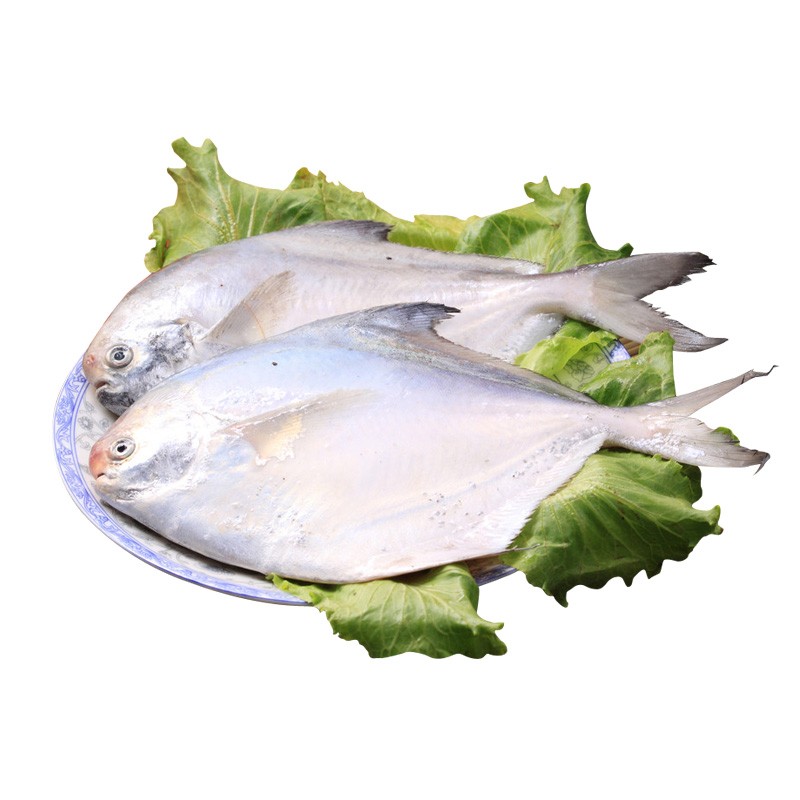 【新鲜】三座海 新鲜渤海湾白鲳鱼小平鱼 500g袋装 银鲳鱼 海鲜水产食材小海鱼 3-4条/500g
