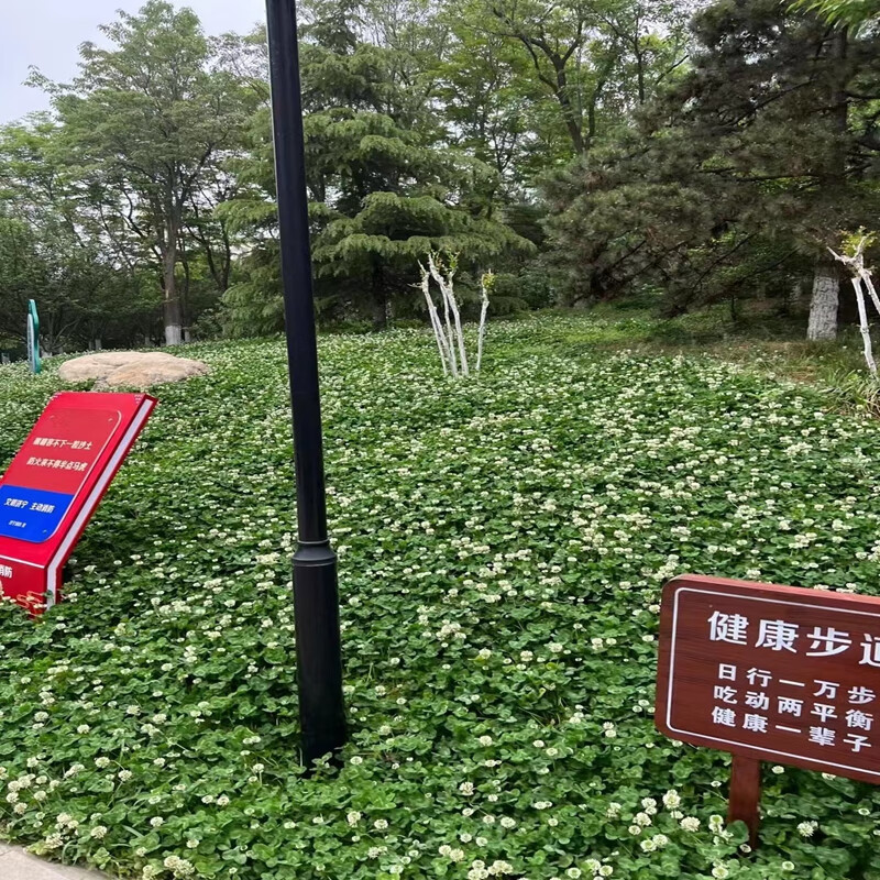 茗花潭白三叶种子绿肥三叶草种子适合南北方气候播种多年生草籽草坪