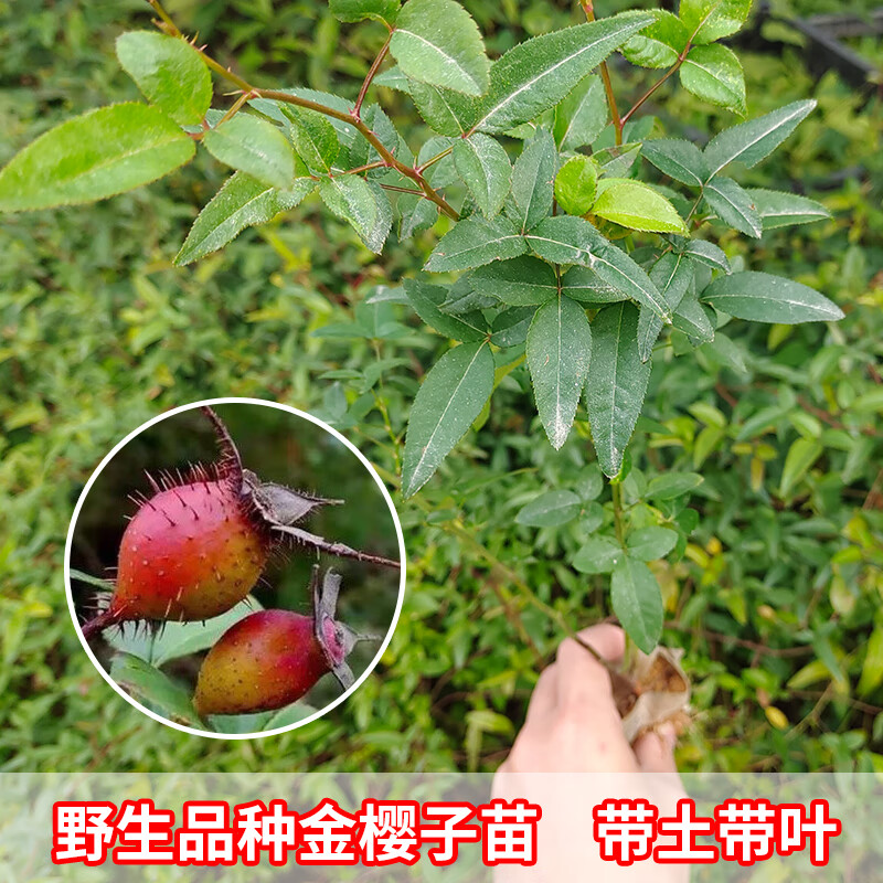 金樱子树苗带刺野生品种梨有无刺果子中药材可入药泡酒带杯土发货 2棵