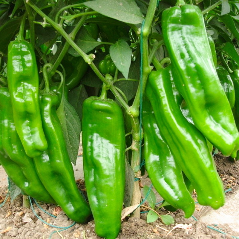 种菜记 特大牛角椒种子大果羊角青椒尖椒辣椒种籽早熟微辣春季蔬菜孑