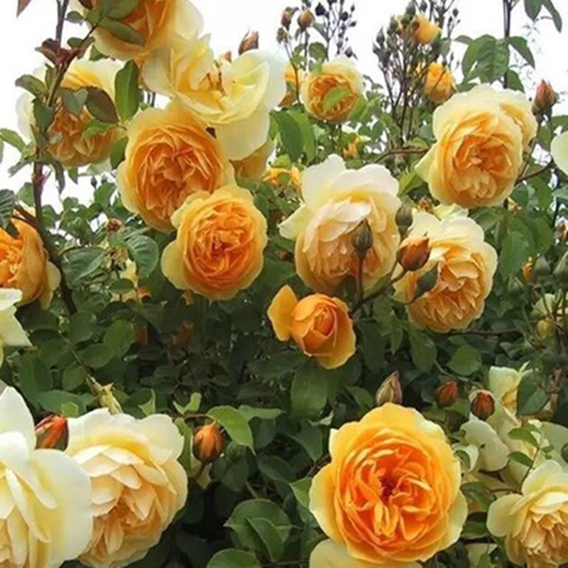 花树苗藤本爬藤月季花苗浓香大花盆栽地栽庭院爬藤植物蔷薇花 托马斯