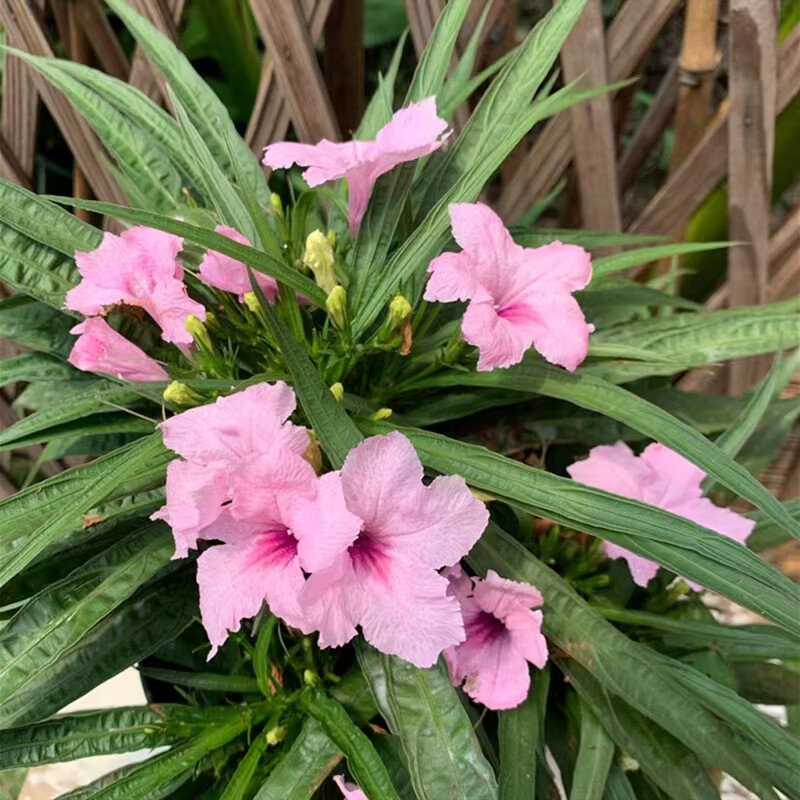矮生翠芦莉粉色大盆 不含盆
