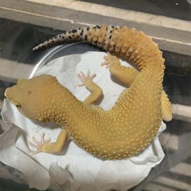 豹纹守宫入门级爬宠一图一物温顺可爱懒人宠物雪花柠檬霜萝卜银河