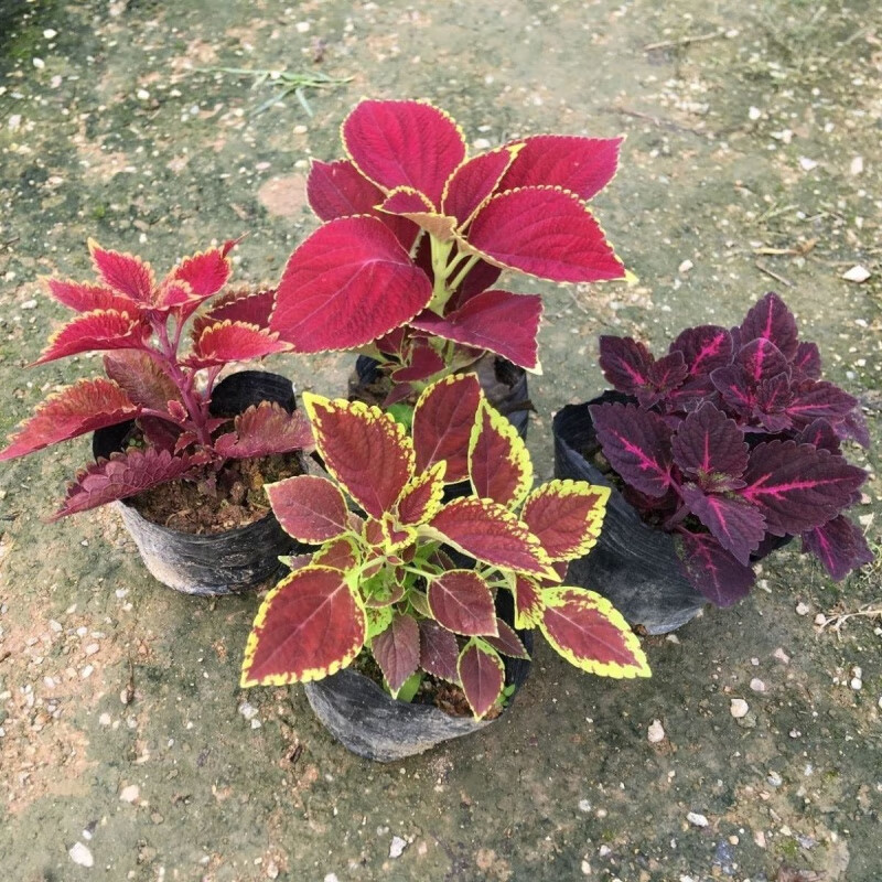 曦凰彩叶草盆栽花卉五彩苏观叶植物阳台庭院办公室好养绿植 随机2棵