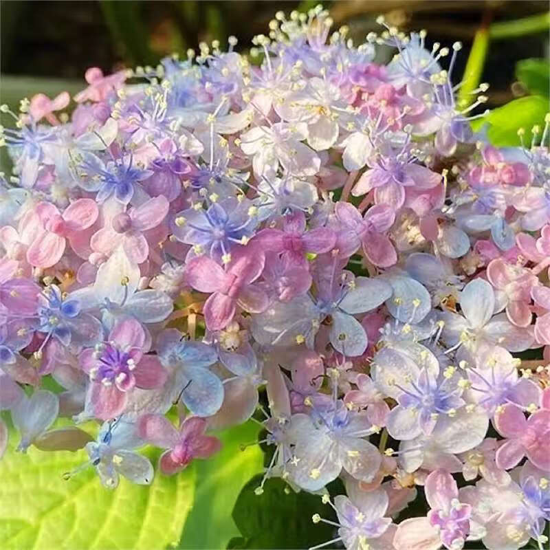 琼花玉叶绣球花苗无尽夏四季开花八仙花盆栽庭院好养的花卉室内阳台