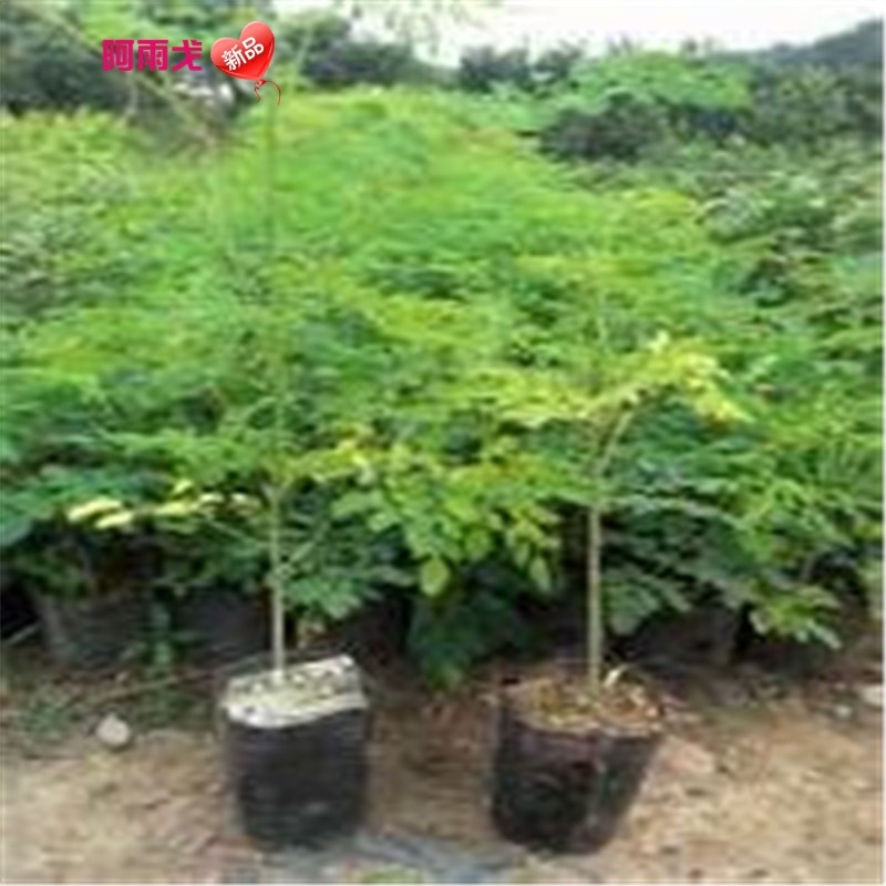 阿雨戈 小叶紫檀树苗 沉香苗 印度小叶紫檀小苗 菩提树苗 金丝楠木苗