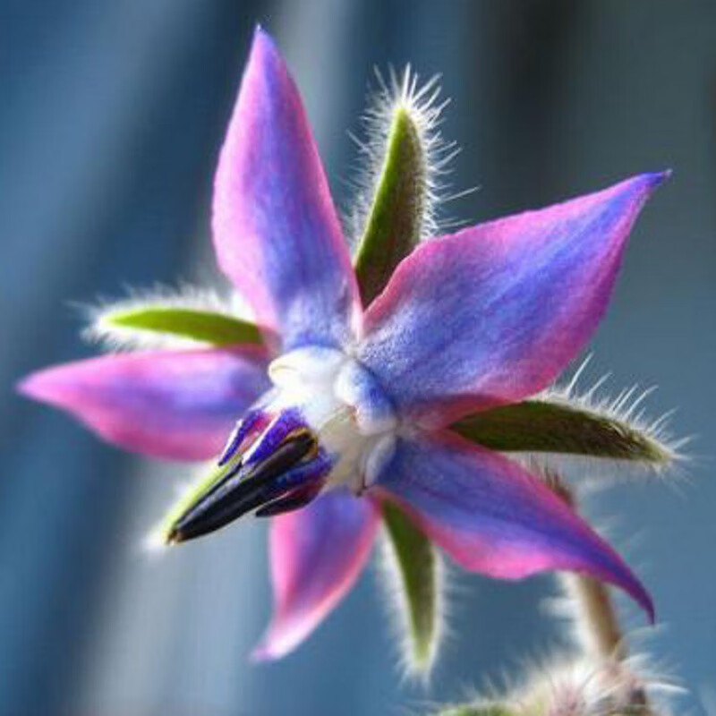 独步寻花琉璃苣种子 阳台庭院香草植物种子  蓝色琉璃花 芳香花卉可