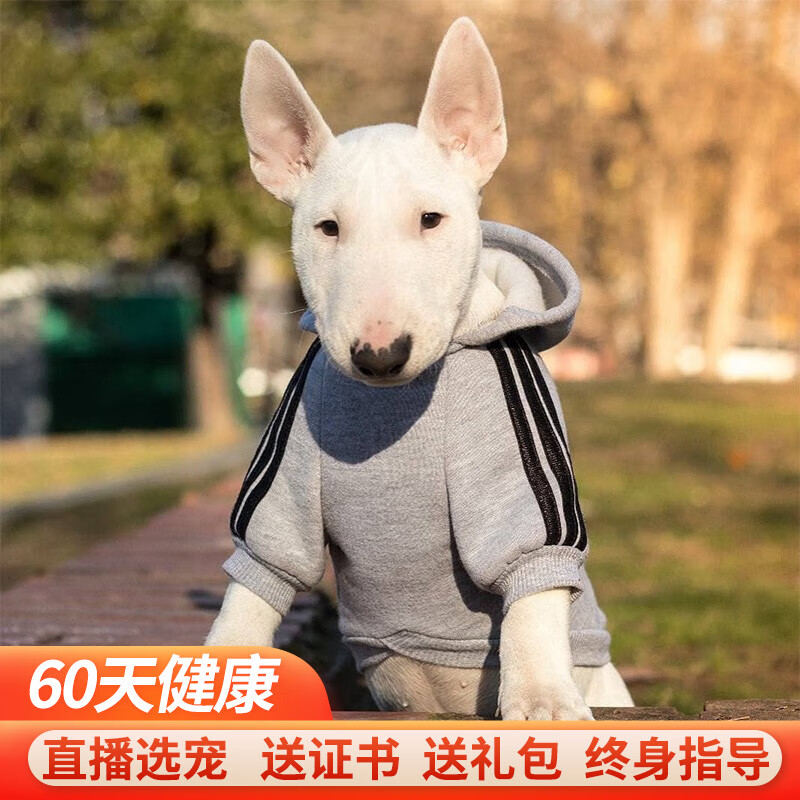 牛头梗幼犬活体纯种宠物狗狗牛头梗活体幼崽 宠物级 公