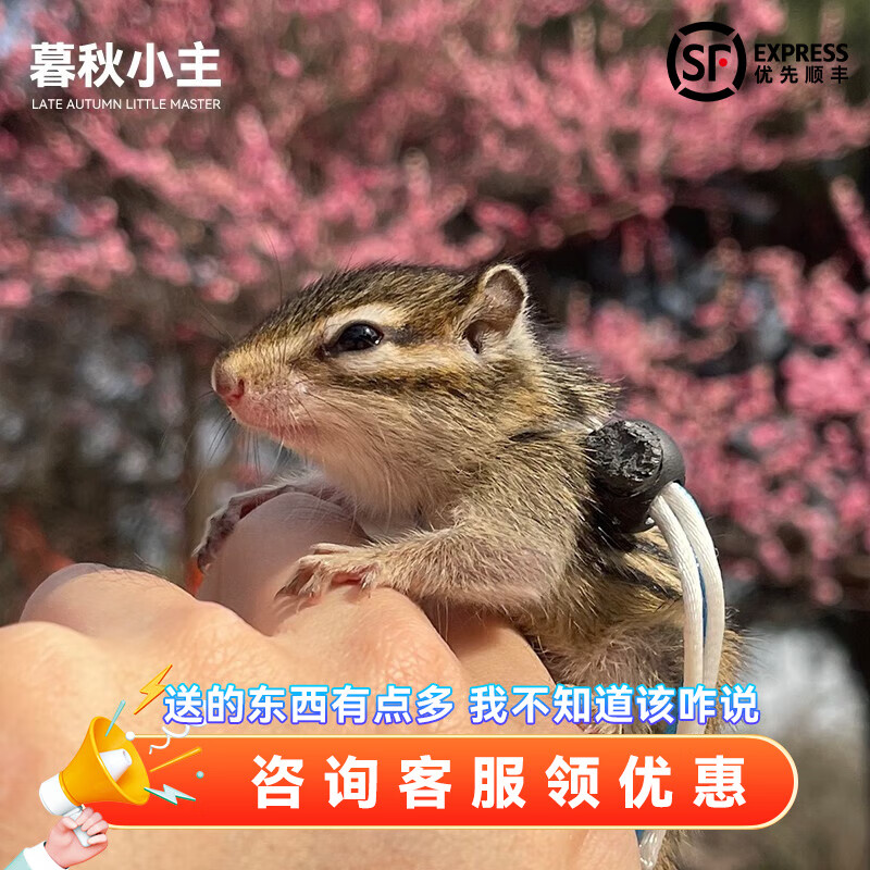 金花松鼠幼崽(公母备注)