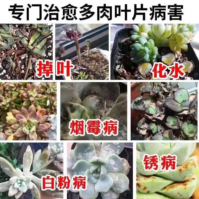 多肉白斑病杀虫菌专用蚧介壳粉必烂根黑腐多菌灵植物月季 5瓶装