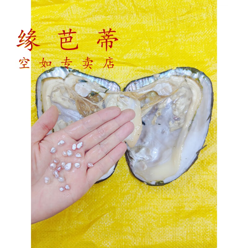缘芭蒂淡水碎银子异形巴洛克珍珠蚌浙江诸暨鲜活蚌河蚌壳自己开取珠 1