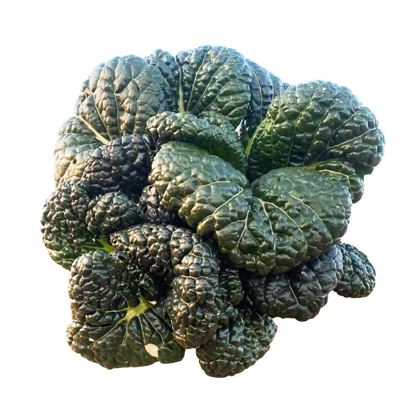 河南霜冻黑白菜泡泡青新鲜蔬菜黑心乌塌菜乌白菜青菜 5斤装净菜【去根