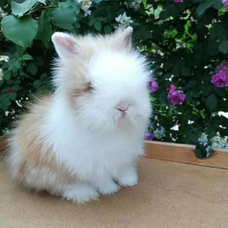 贵卡 宠物兔子活体 猫猫兔子活物小体安哥拉长毛兔 道奇猫猫兔活体