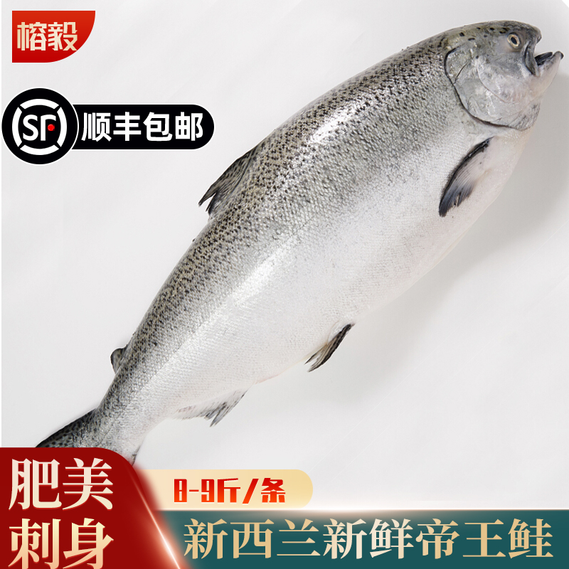 榕毅鲜生【帝王鲑】新西兰空运进口鲑整条8-9斤 冰鲜三文鱼新鲜刺身生