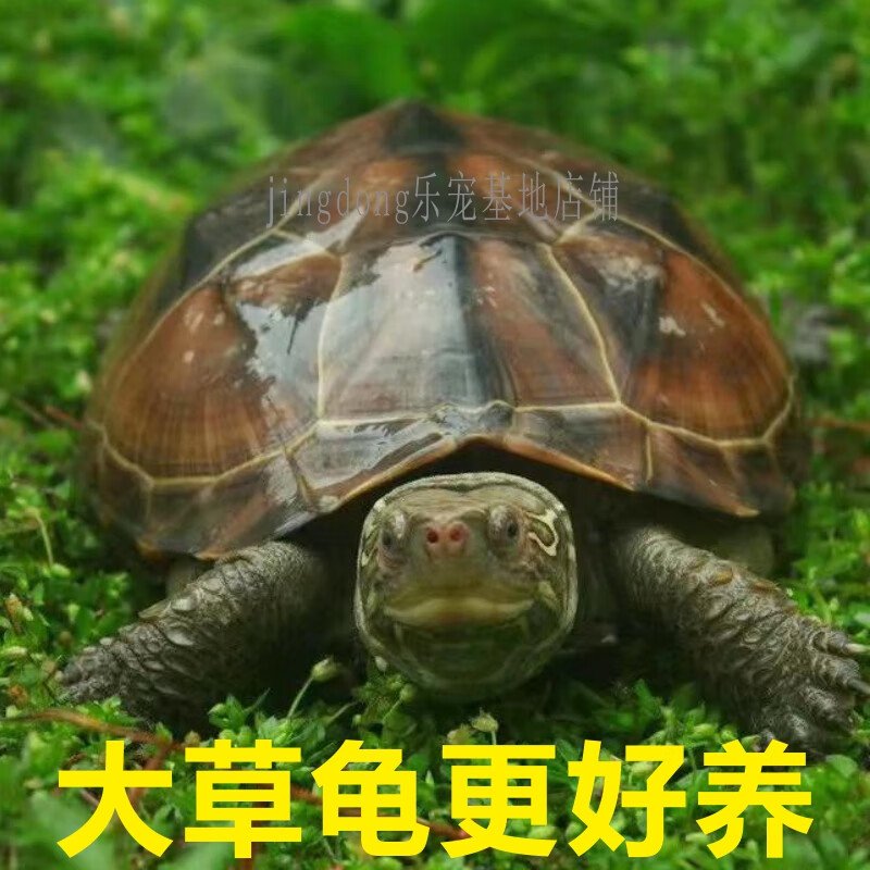 龟中华龟花杂草龟观赏宠物龟长寿龟 草龟  1斤 /只  15厘米  很好养