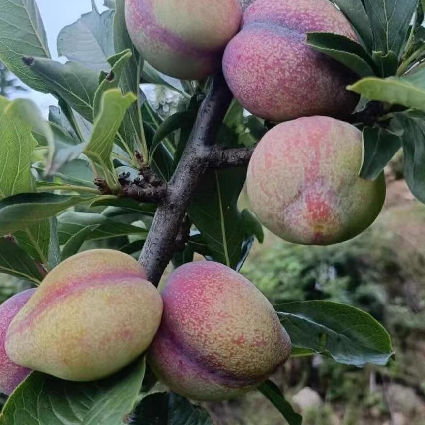 东北当地鸡心李子 干碗李子 酸甜可口 二斤顺丰 1500g