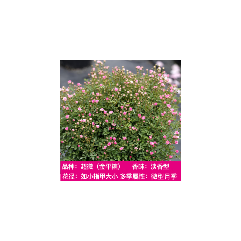 曼杉园(manshanyuan)日本超微金平糖月季花苗四季开花卉迷你玫瑰绿植