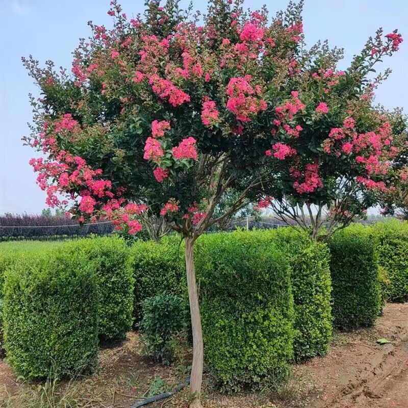 紫薇树苗百日红花苗红火箭紫薇树庭院阳台种植绿化工程苗 国旗红紫薇