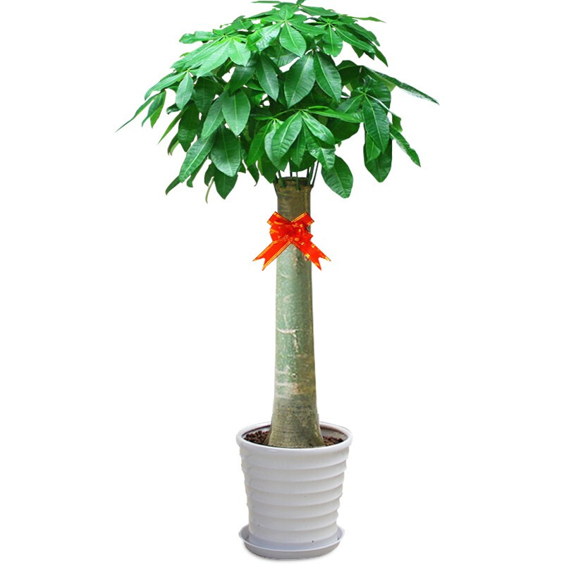 怎么看大型绿植的历史价格|大型绿植价格比较