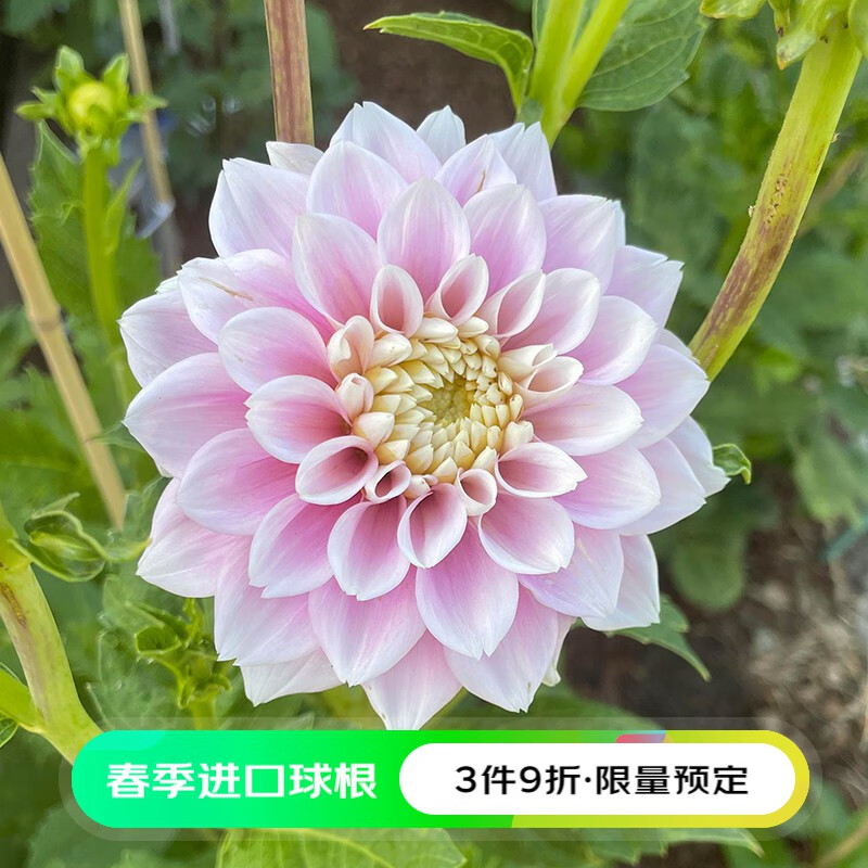 大爱婧骑2023春季球根 进口大丽花块根 阳台庭院球根3颗装 甜爱