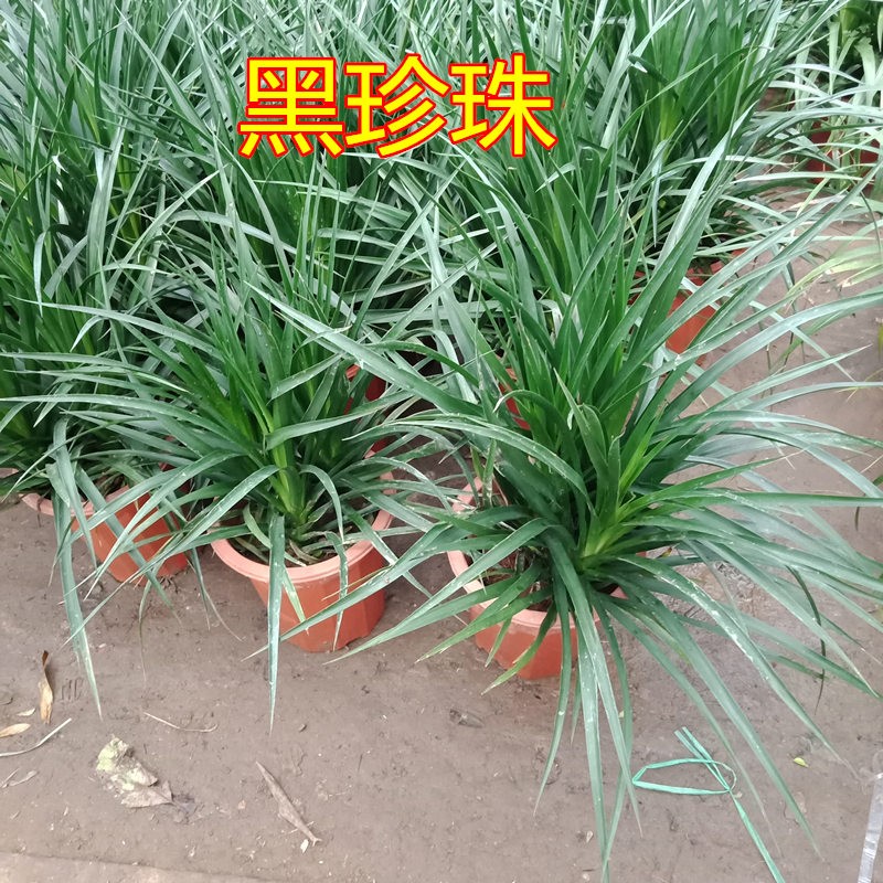 妙意龙须树多头龙血树 室内客大型植物盆景盆栽绿植花卉黑珍珠龙铁树
