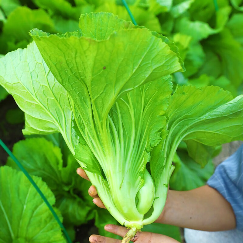农之子 大叶芥菜种子包心水东宽叶种籽大全疙瘩青广东青菜 水东芥菜