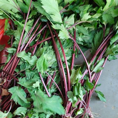 北京同仁堂原材料红艾 鸭脚艾 四季菜中药材 新鲜现采内廷上用 500克