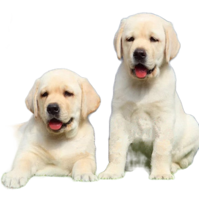果粒之星纯种拉布拉多犬活体宠物狗拉布拉多幼犬导盲犬寻回犬大型犬 宠物级