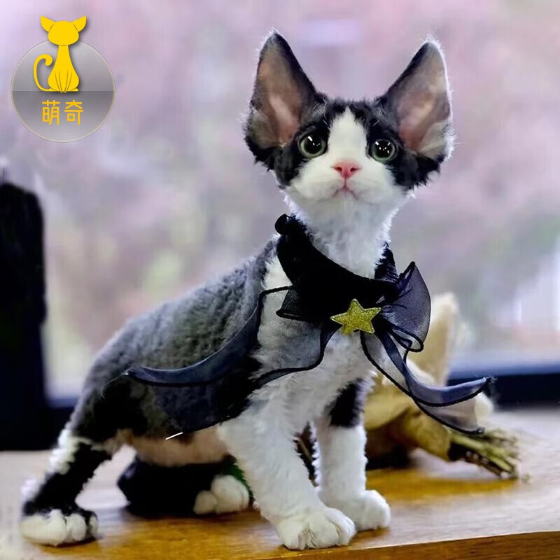 德文卷毛猫幼猫纯种宠物猫帝王猫纯白纯黑虎斑开脸蓝眼高智商不掉毛幼崽柯尼斯加拿大无毛猫活物斯芬克斯幼体 赛级使用感如何?