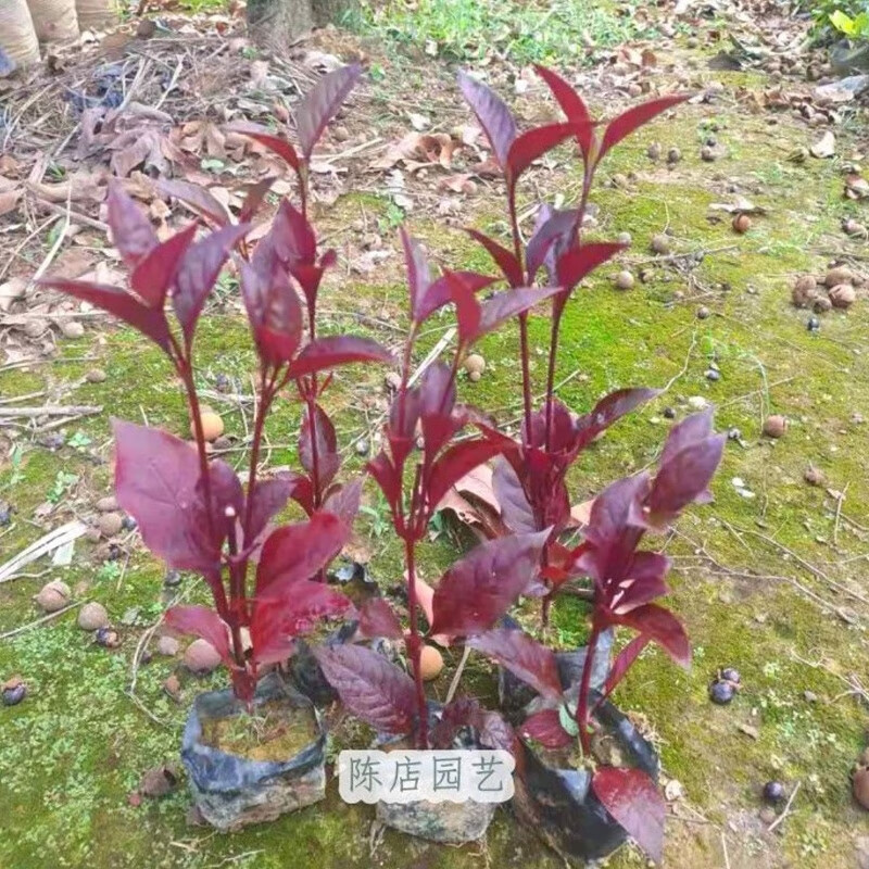 锦绣苋 红草 红节节草红莲子草花坛庭院绿化彩色植物净化空气盆栽 三