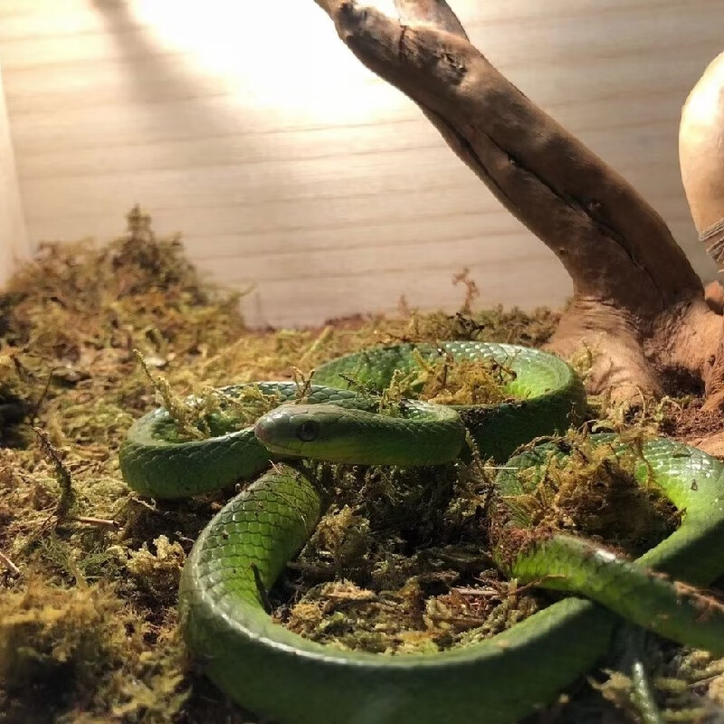 国产翠青宠物观赏蛇,温顺不吃鼠 吃青灰蚯蚓,新手福音 小翠青