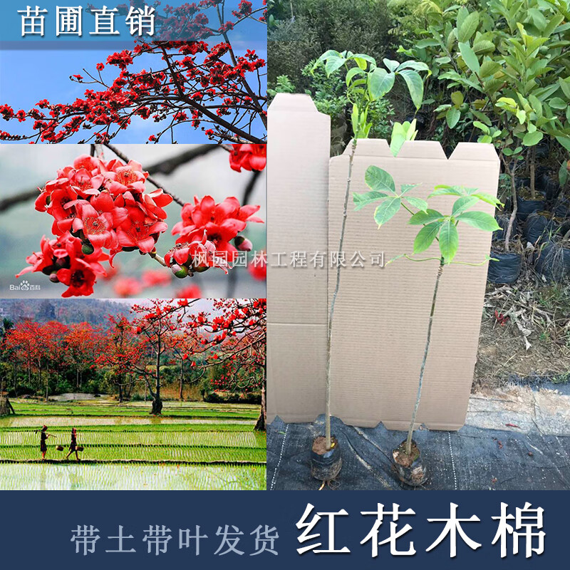 木棉花 相关京东优惠商品推荐降序排行榜 价格图片品牌优惠券 虎窝购