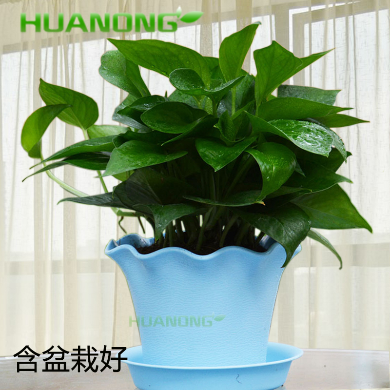 柯必达绿萝吊兰含盆绿色盆栽花卉植物可水培摆放办公室家庭节日生日