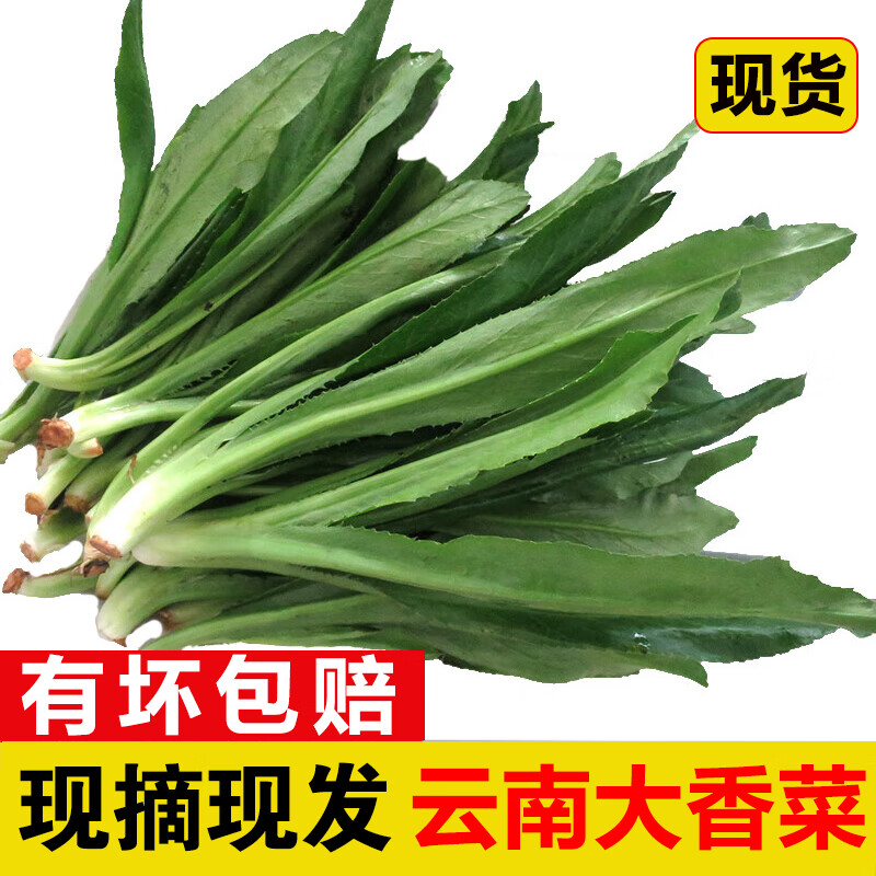 辰實(shí)云南大香菜 德宏緬芫荽 刺芫荽 傣族傣味香料 新鮮蔬菜 1斤云南大香菜