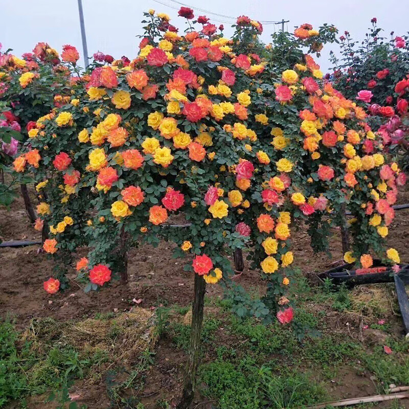 阿源沐棒棒糖树桩玫瑰花苗特大花卉庭院植物室内四季开多色 彩虹1.
