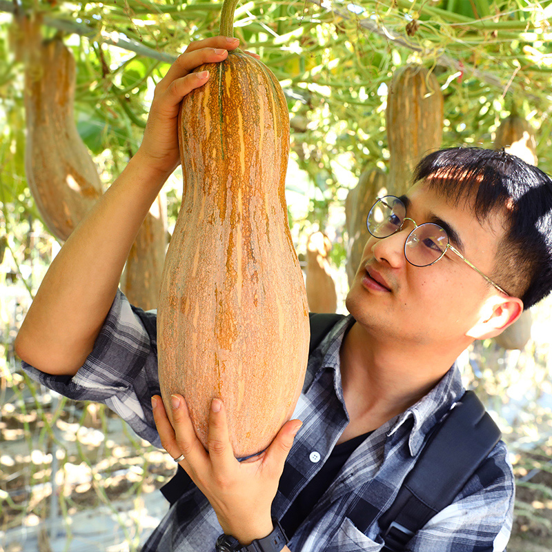 和利农 利农蜜本南瓜种子甜密本香甜大南瓜四季蔬菜孑 利农蜜本南瓜