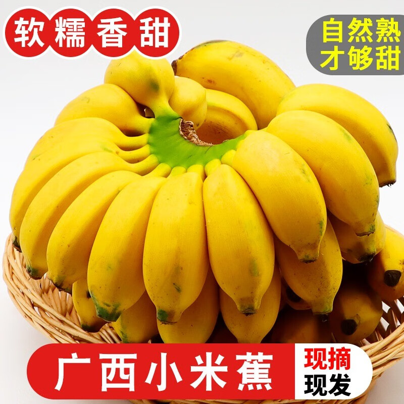 广西小米蕉 香蕉芭蕉 小香芭蕉 苹果蕉 新鲜水果 生果需催熟 【净重】 5斤 品质精选