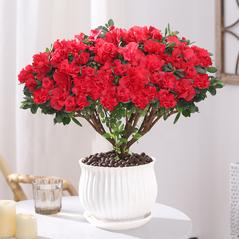 浩胜杜鹃花盆栽开花植物阳台室内观花卉绿植好养活 大红色杜鹃 陶瓷盆