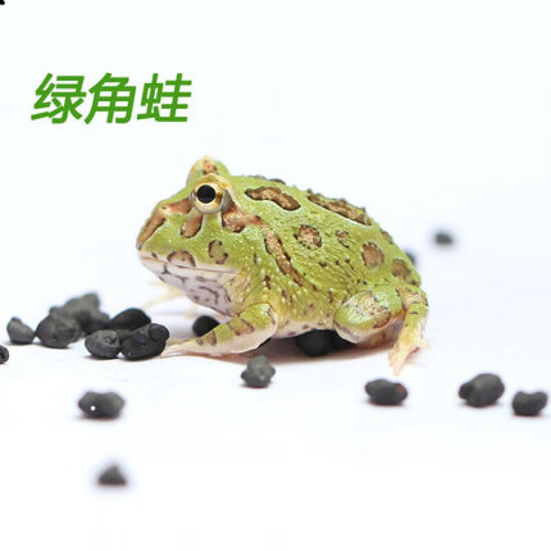 宠物活体好养黄金角蛙霸王两栖爬宠非牛蛙粮草莓爬行馒头树蛙 绿角蛙2