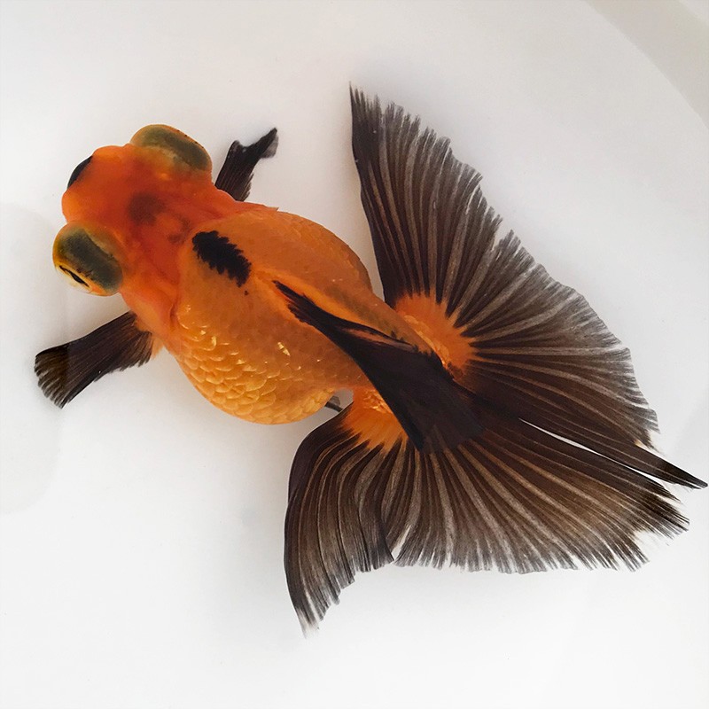 优鱼若宠蝶尾金鱼活体水族宠物冷水淡水鱼 精品包金蝶尾1条 5-6cm